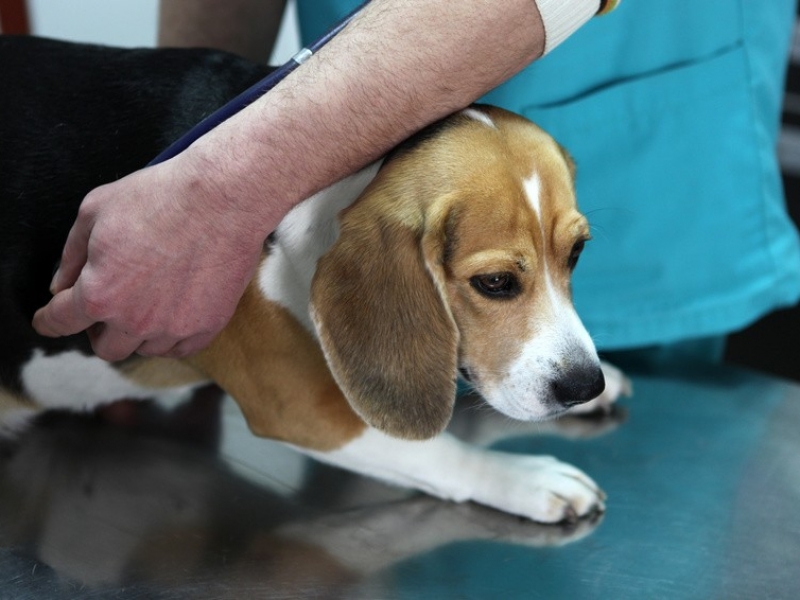 Dyrlægeklinikken tager imod en hundehvalp